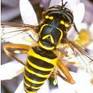 Bee (Bucknell)